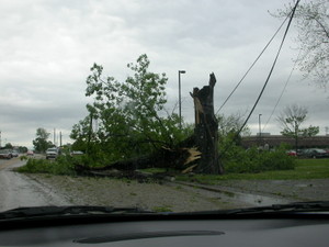 Shattered tree and downed lines
