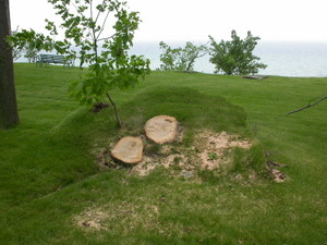 Aunt's tree uprooted