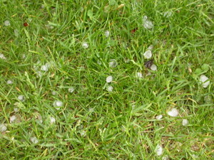 Hailstorm 05-09-04